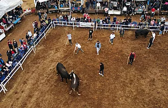 Muğla'da boğa güreşleri festivali yapıldı