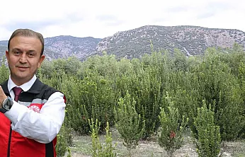 Muğla'da defne üretimiyle atıl araziler ekonomiye kazandırılıyor