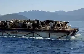 Muğla'da Keçilerin Mavi Yolculuğu: Asırlık Yörük Geleneği Yaşatılıyor