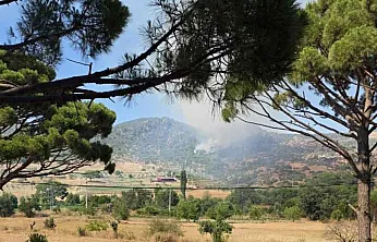 Muğla'da orman yangını