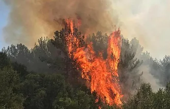 Muğla'da orman yangını