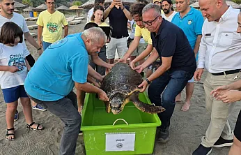 Muğla'da tedavi edilen deniz kaplumbağası 'Şimşek' denize bırakıldı
