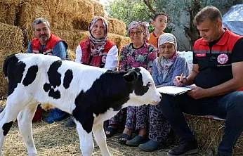 Muğla'da yeni doğan buzağı seferberliği