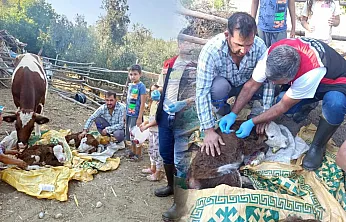Muğla'da yeni doğan buzağılar için seferberlik