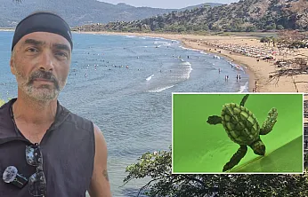 Muğla'da Yumurtadan Çıkan Caretta Caretta Yavruları Mavi Sulara Ulaşıyor