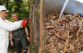Muğla'daki Sığla ormanlarından 1 ton Sığla yağı üretimi bekleniyor