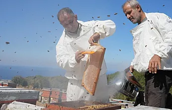 Muğla ve Ege Ormanlarında Çam Balı Sağımı Heyecanı