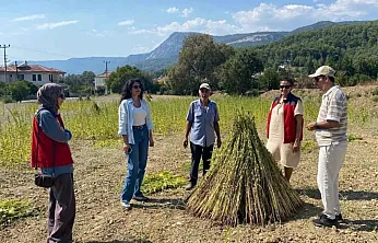 Organik susam üretiminde Muğla'da saha denetimi başladı