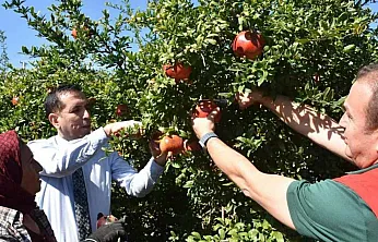 Ortaca'da Nar hasadı
