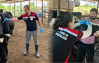 Ortaca'da Şap ve Brucella aşılama çalışması devam ediyor