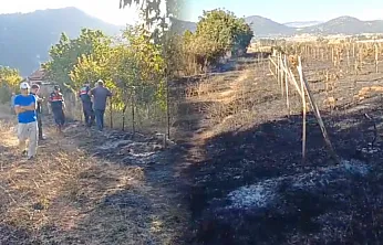 Seydikemer'de zirai alanda yangın: Üzüm bağları ve bahçeler zarar gördü