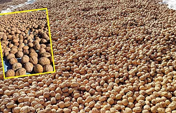 Seydikemer'in yaylalarında ceviz hasadı: Doğanın bereketi, üreticinin emeğiyle buluşuyor