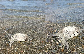 Ula'da sahilde Caretta Caretta bulundu