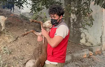 Yangın bölgesindeki hayvanlar güvenli alanlara tahliye edildi