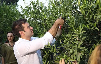 Yeşil Bodrum Mandalini hasadı devam ediyor
