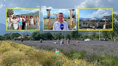 Fethiye Yeşilüzümlü'de 5. Lavanta Kesimi başladı