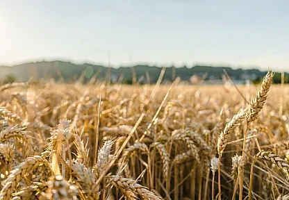 Aşırı sıcaklar tarımsal üretim için büyüyen risk haline geliyor