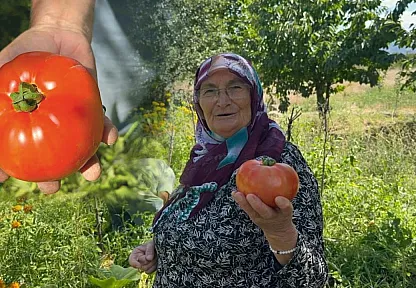Kimyasal Kullanmadan Yetiştirdiler: İri Domatesler Görenleri Şaşırtıyor