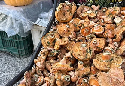 Menteşe'de ilk çıntarlar tezgahlarda