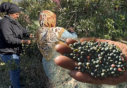 Meyvesi 300, yağı bin 200 liradan satılıyor posası bile değerlendiriliyor
