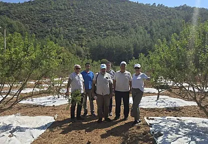 Muğla'da 11 Yıllık Emeğin Karşılığı: Sakız Bahçelerinde İlk Hasat