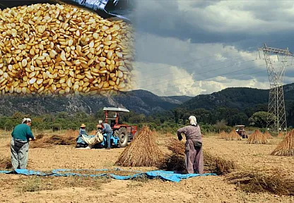 Muğla'da Altın Sarı Susam Hasadı Başladı: En Büyük Talep Japonya'dan
