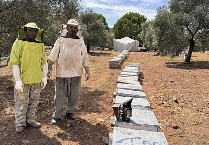 Muğla'da arıcılar çam balı rekoltesinden memnun
