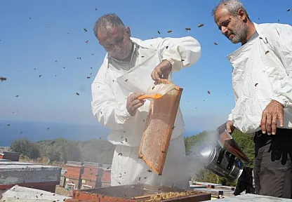 Muğla ve Ege Ormanlarında Çam Balı Sağımı Heyecanı