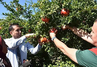 Ortaca'da Nar hasadı