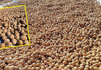 Seydikemer'in yaylalarında ceviz hasadı: Doğanın bereketi, üreticinin emeğiyle buluşuyor