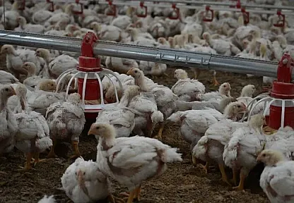 Tavuk eti üretimi ağustosta yıllık bazda yüzde 3,7 arttı