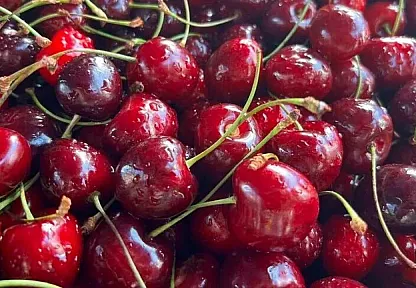 Türkiye'nin kiraz ve vişne ihracatı ilk yarıda 100 milyon doları aştı