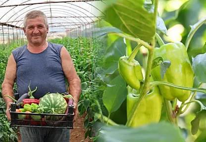Üreten Bodrum'da hasat devam ediyor