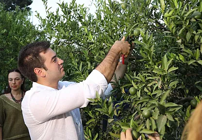 Yeşil Bodrum Mandalini hasadı devam ediyor