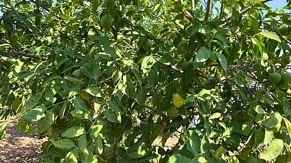 Fethiye'de dört mevsim hasat mümkün: Yediveren limonu üreticiye umut oluyor