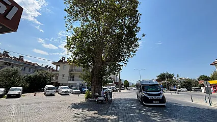 Fethiye'de Herkes 'Zincirli Kavak' Diyor Ama O Ağaç Aslında Kavak Değil!