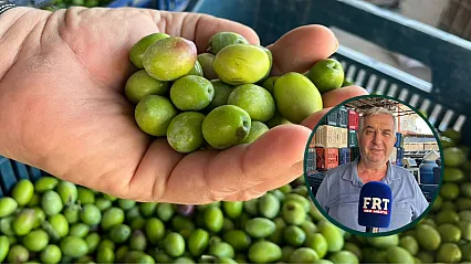 Fethiye'de zeytin sezonu başladı, alım noktalarında hareketlilik arttı