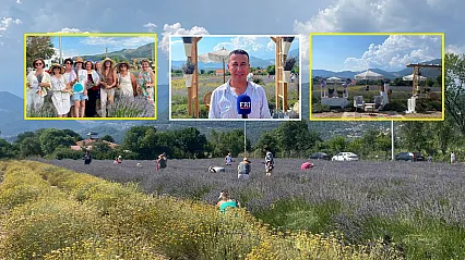 Fethiye Yeşilüzümlü'de 5. Lavanta Kesimi başladı
