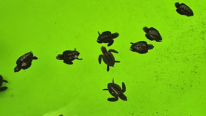 İztuzu Kumsalı'nda caretta carettaların yuvalama dönemi tamamlandı