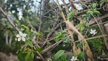 Menteşe'de erik ağacı mevsimleri karıştırdı, çiçek açtı