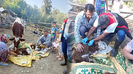 Muğla'da yeni doğan buzağılar için seferberlik