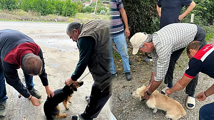 Ortaca'da kedi ve köpeklere kuduz aşısı