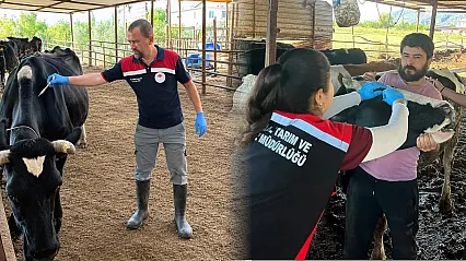 Ortaca'da Şap ve Brucella aşılama çalışması devam ediyor