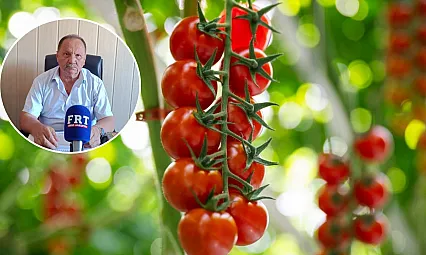 Fethiye'de domates sezonu sona yaklaştı: İç piyasa ve salça dönemi