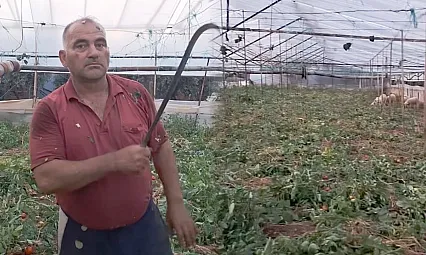 Fethiye'de domates üreticisinden tepki: 'Emeğin karşılığı yok'