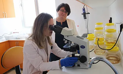 Muğla Sıtkı Koçman Üniversitesi'nden Kanser Araştırmasında Çığır Açan Denizanası ve Anemon Çalışması