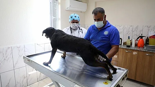 'Kara' yaşam mücadelesini Muğla'da kazandı