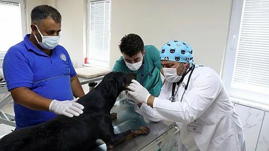 'Kara' yaşam mücadelesini Muğla'da kazandı