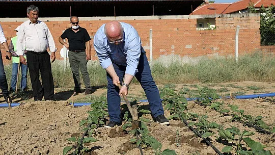 Toprakla Buluşan Ata Tohumları, Filizlenmeye Başladı
