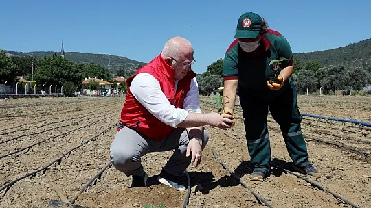 Menteşe Belediyesi 55 Bin ata tohumunu toprakla buluşturdu
